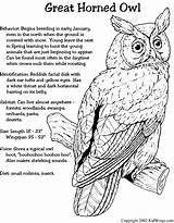 Coloring Horned Barred Prey Snowy Snow Owls Designlooter Nocturnal sketch template
