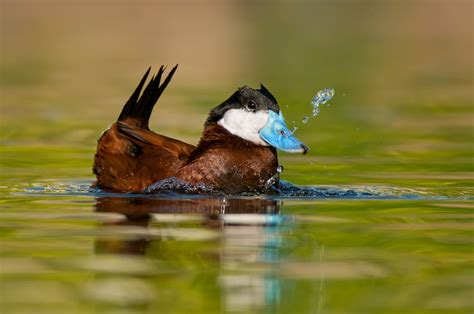 ruddy duck minnesota breeding bird atlas