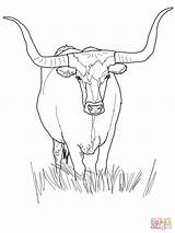 Longhorn Coloring Texas Cattle Pages Bull Cow Drawing Printable Angus Supercoloring Color Books Adults Book Getdrawings Popular Sheet sketch template