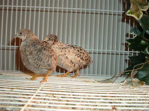 Are My Button Quail Male Or Female