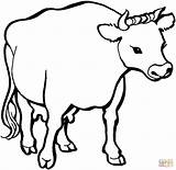Cow Mucca Krowa Vaca Toros Kolorowanka Sapi Bue Mewarnai Vacas Euter Stier Bueyes Kolorowanki Krowy Malvorlagen Tiere Mucche Idzie Pastwisko sketch template