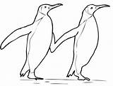 Coloring Penguin Adelie Getdrawings sketch template