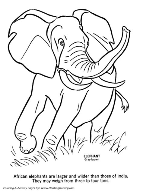 wild animal coloring pages wild elephant coloring page  kids