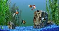 Image result for Vista Screensaver Fish Tank. Size: 202 x 106. Source: www.pixelstalk.net