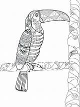 Toucan Volwassenen Adulti Vettore Tucano Libro Gli Adultes Vecteur Toekan Uccello Ramo sketch template