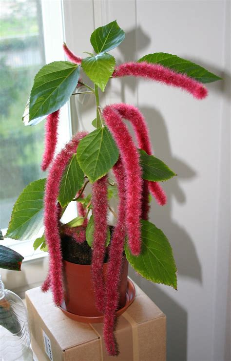 red hot cat tail plant acalypha hispida red hot cat