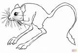 Desierto Jerbo Sahara Jerboa Rodent Roedor Jerboas Deserts sketch template