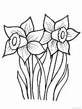 Daffodil Narzisse Ausmalbild Narcisi Obrázky Květiny Vytisknutí Ausmalen Krokusy Narzissen Květin Narcis Jarní Zdroj článku Blumen sketch template