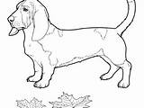 Coloring Bloodhound Basset Pages Hound Getcolorings Color Getdrawings Printable sketch template