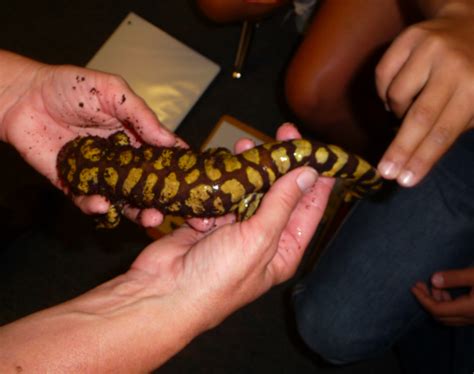 mrs yollis classroom blog wildlife experience meet a skunk and a tiger salamander