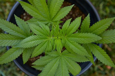 marijuana leaf   read weed leaves  indica sativa hybrid