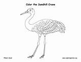 Crane Sandhill Coloring Exploringnature sketch template