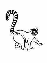 Lemur Madagascar Gaddynippercrayons sketch template