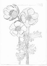 Coquelicot Poppies sketch template