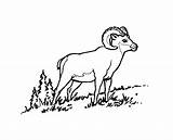 Sheep Horn Horned sketch template