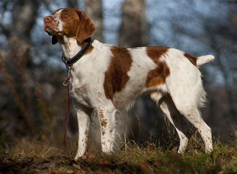 top  smartest hunting dog breeds outdoorhub