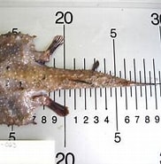 Afbeeldingsresultaten voor "dibranchus Atlanticus". Grootte: 182 x 165. Bron: www.marinespecies.org