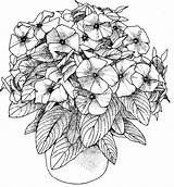 Vinca Adulte Bestcoloringpagesforkids Blueberry Mandalas Petunias Potted Petunia Tasha Uteer sketch template