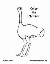 Ostrich Coloring sketch template