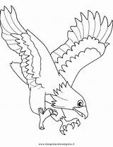 Falco Disegno Animali Uccelli sketch template