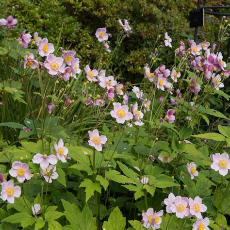 anemone seeds japonica flower seed