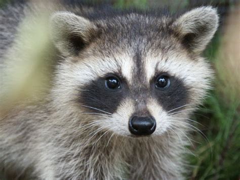 raccoon eyes  gotta tri