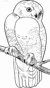 Snowy Owls Uil Uilen Animalstown Kleurplaten Dieren Tekeningen Dier Pyrography Tekening Crisia sketch template