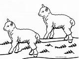 Sheep Schaf Malvorlagen Cool2bkids Ausdrucken Kostenlos Shepherds Getcolorings sketch template