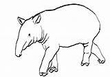 Tapir Coloring Pages Color Animals Animal Sheet 422px 71kb Drawings Printable sketch template