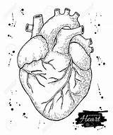 Heart Drawing Anatomical Sketch Real Realistic Simple Anatomy Human Draw Outline Drawings Drawn Getdrawings Detailed Paintingvalley Illustration Collection Sketches sketch template