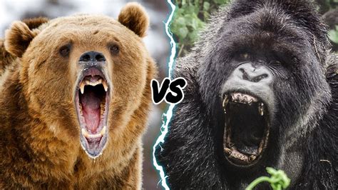 Kodiak Grizzly Bear Vs Silverback Gorilla
