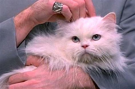The Sordid History Of Hairless Cats On Film A24