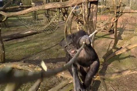 chimp knocks  drone    air   stick