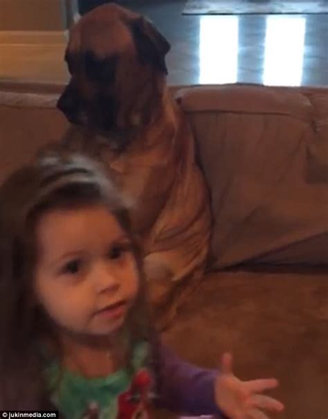 facebook video shows girl giving her very docile great dane a check up
