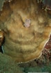 Afbeeldingsresultaten voor "agaricia Grahamae". Grootte: 74 x 106. Bron: bioobs.fr