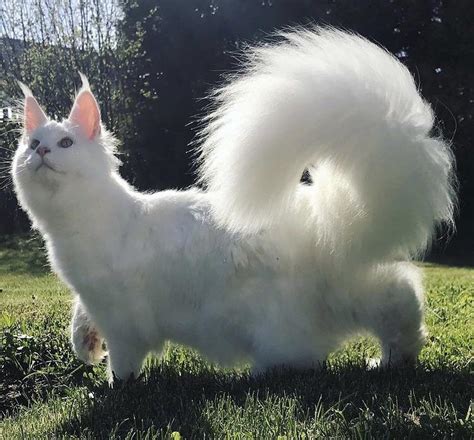 mamrizzio junior   prettiest fluffy tail ive