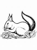 Veverite Colorat Scoiattolo Animale Ecureuil Planse Desene P17 Desenate Primiiani Hazelnut Squirrel Gifgratis Codes Prend Ton sketch template
