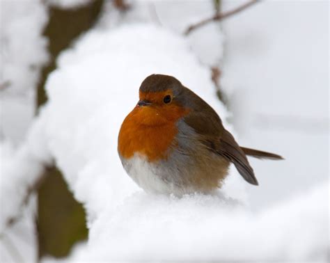 keeping warm  winter    birds smithsonian insider