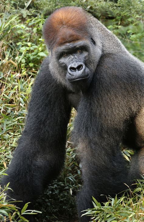 silverback joins female gorillas dallas zoohoo