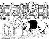 4h Pig Ffa Livestock sketch template