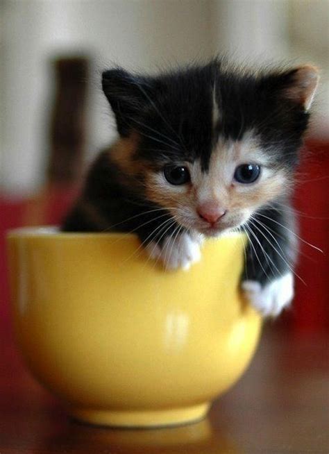wimpcom teacup kitten teacup cats cute animals