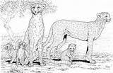 Cheetah Coloring Pages Print Animals sketch template