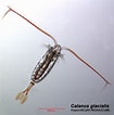 Afbeeldingsresultaten voor "spongotrochus Glacialis". Grootte: 105 x 106. Bron: www.arcodiv.org