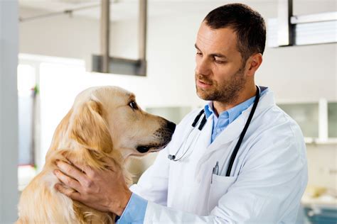 dog  itching   fleas veterinarian jeff werber warns