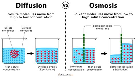diffusion  osmosis similarities differences