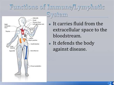Ppt Lymphatic System Powerpoint Presentation Free Download Id 5586458