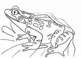 Frog Coloring Pages Toad Color Printable Getcolorings Print sketch template