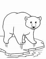Polar Bear Coloring Pages Cartoon Cute Bears Ice Drawing Arctic Baby Animal Wolf Cola Coca Colouring Color Easy Thin Printable sketch template