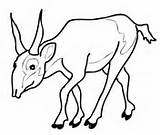 Saiga Antelope Coloring Pages Endangered Kudu Woodland African sketch template