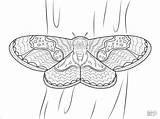 Moth Coloring Pages Insects Moths Printable Color Drawing Coloringbay Peppered sketch template